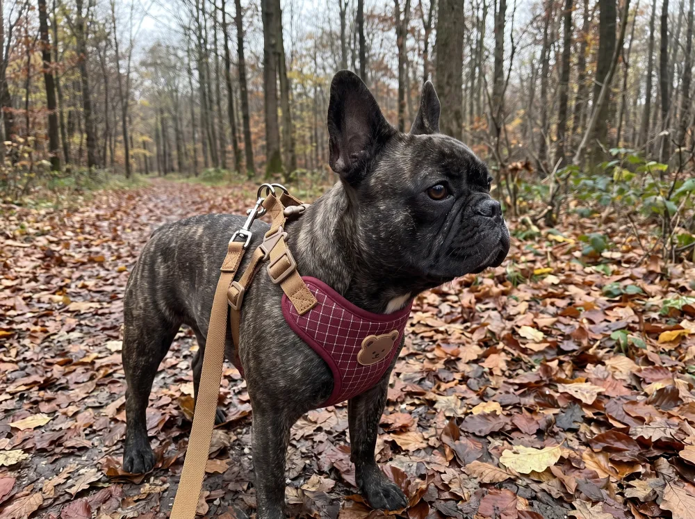 Brindle French Bulldog in a burgundy plaid step-in harness on a forest path
