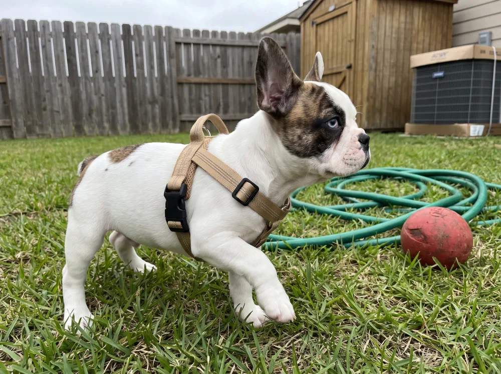 Pied French Bulldog puppy in a brown reflective harness standing in a back yard